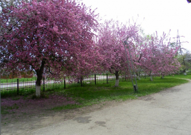 Луганск, деревья возле 21-й школы, камброд