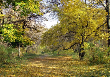 Парк имени Максима Горького (Луганск)