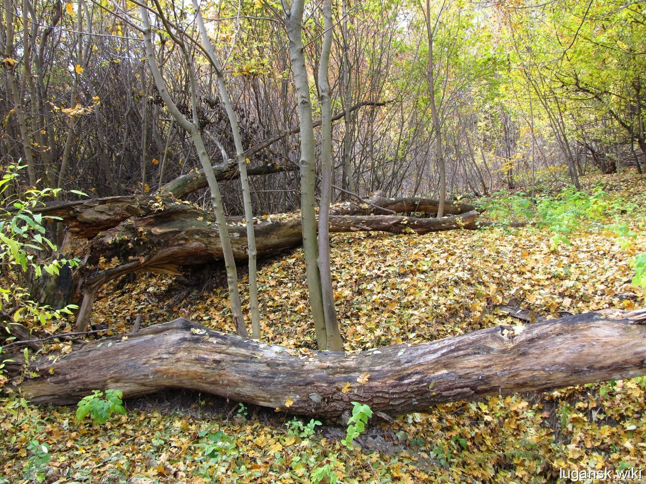 Марковка