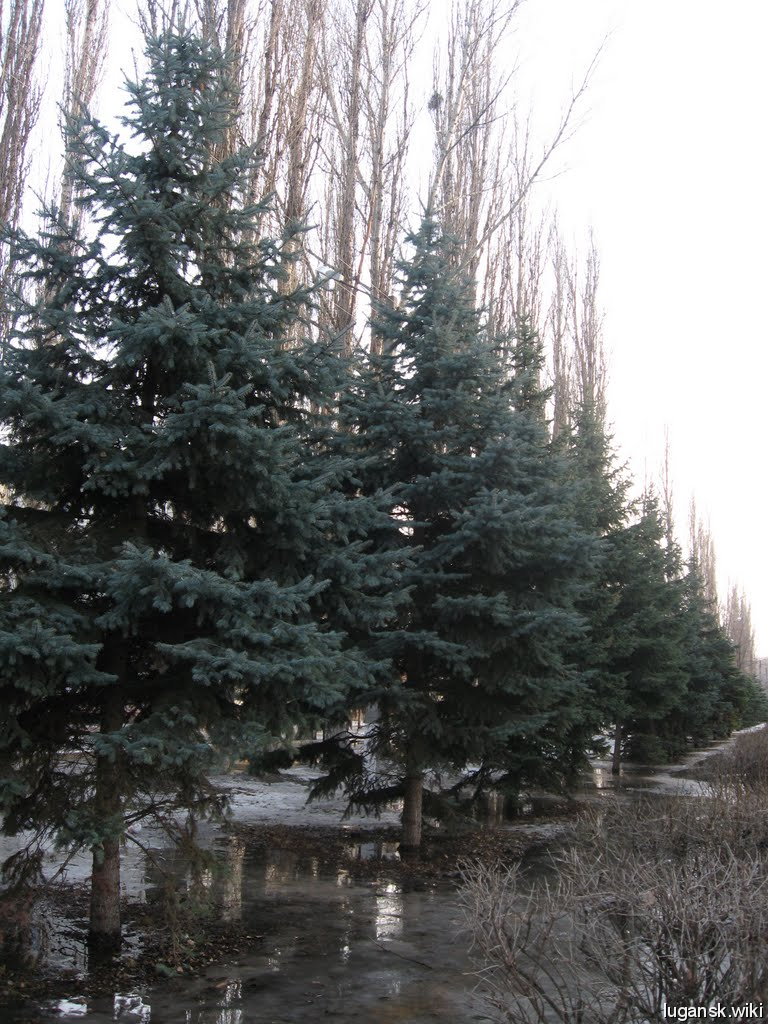 Рубежное, Аллея